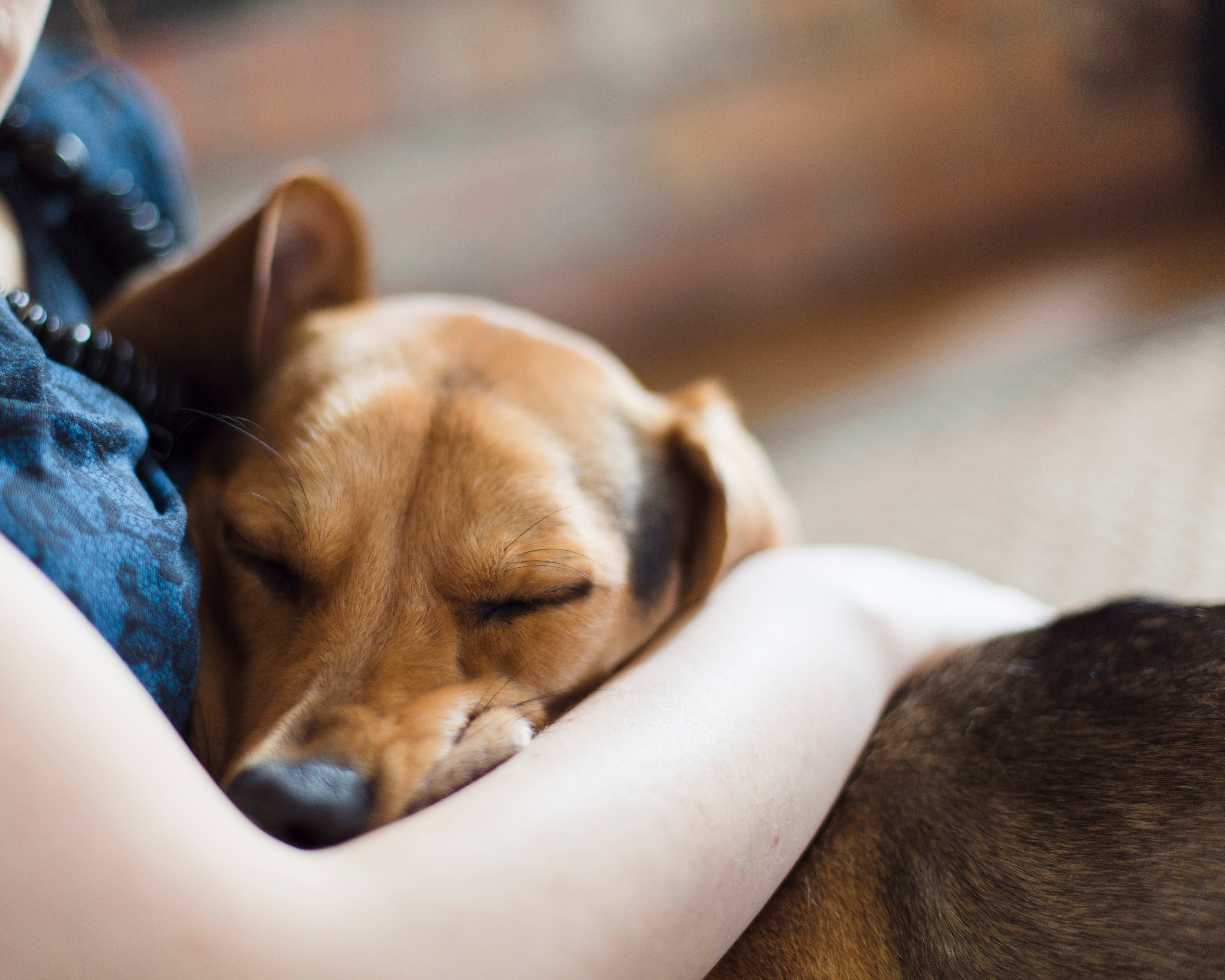 Melatonin for Dogs